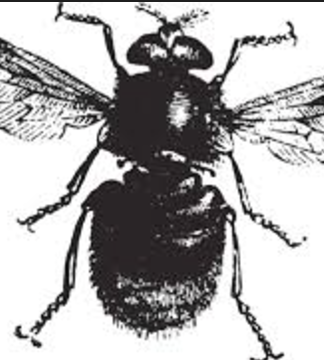 Entomology