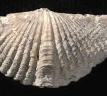 Fossils