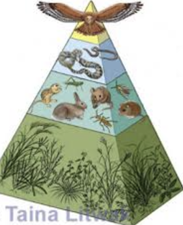 Ecology